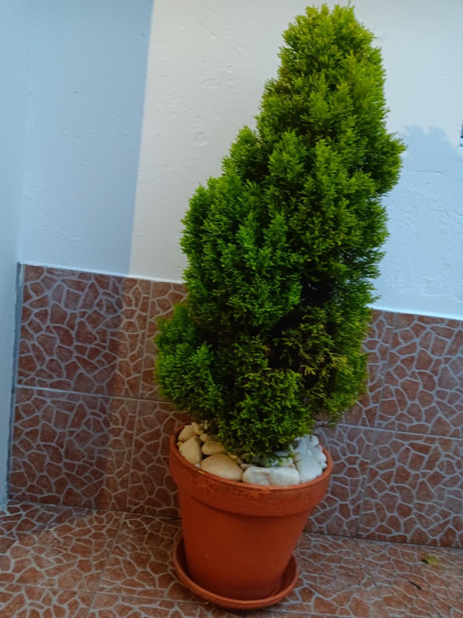 Casa Da Rosarinha Βίλα Água de Alto Εξωτερικό φωτογραφία